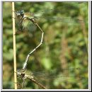 Lestes viridis - Weidenjungfer 03.jpg